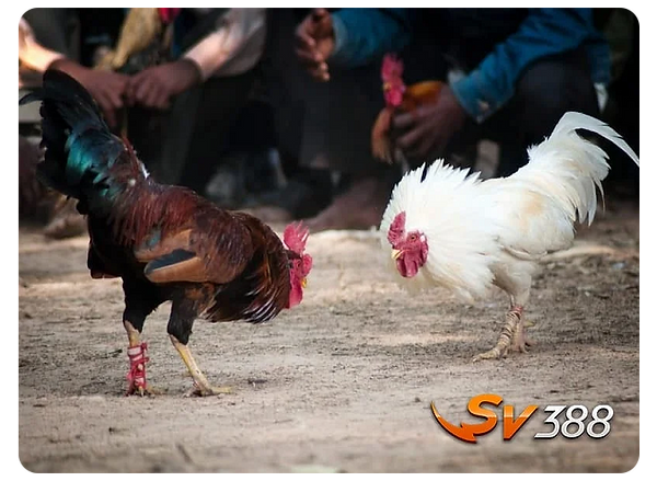 sv8880-2-chicken-fighting